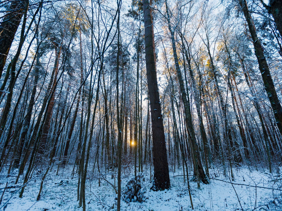 Погодный сюрприз: в Подмосковье аномальные морозы сменятся оттепелью, синоптик рассказала, когда