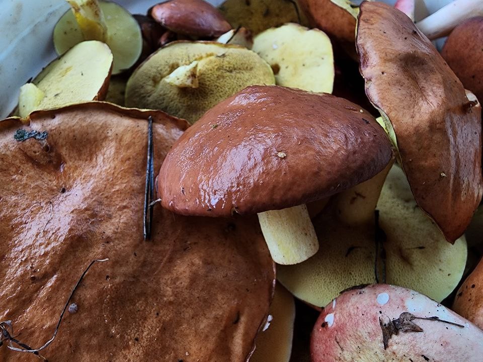 Супергрибной сезон: грибники начали ведрами выносить урожай из лесов Подмосковья