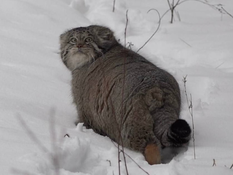 Секреты выживания зимой от подмосковного Бабника: накопить жир и экономить энергию
