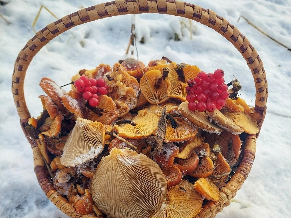 Грибной сезон продолжается: выпавший снег в Луховицах не мешает сбору даров природы