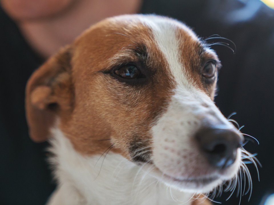 В Долгопрудном ищут хозяина собаки, найденной у спортивной площадки МФТИ