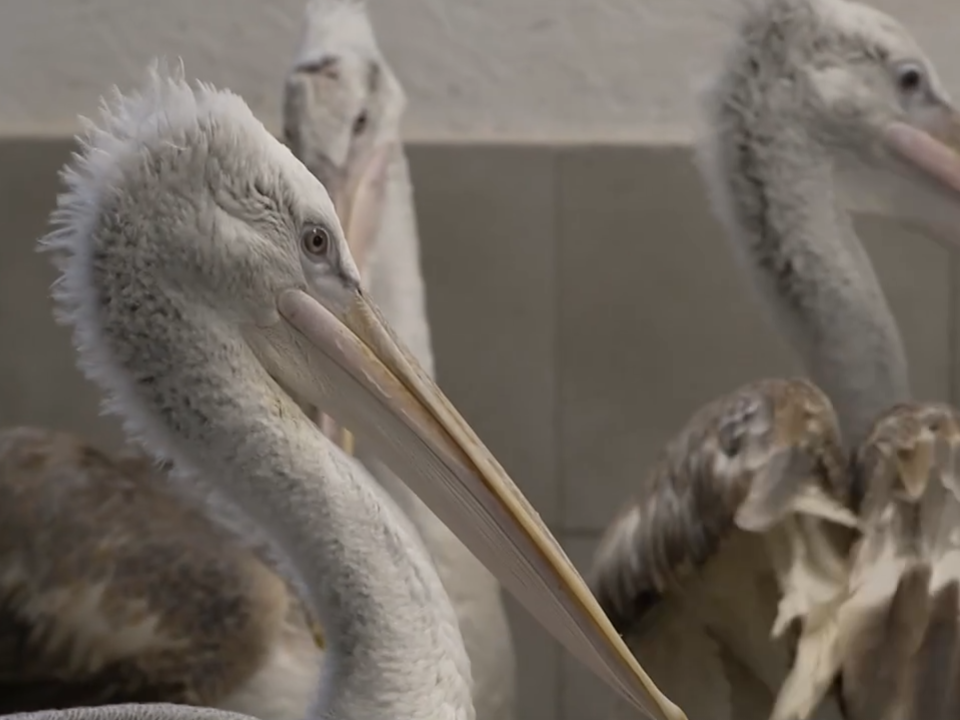 Рыбку съедим, а о доверии подумаем: под Волоколамском приручают пеликанов