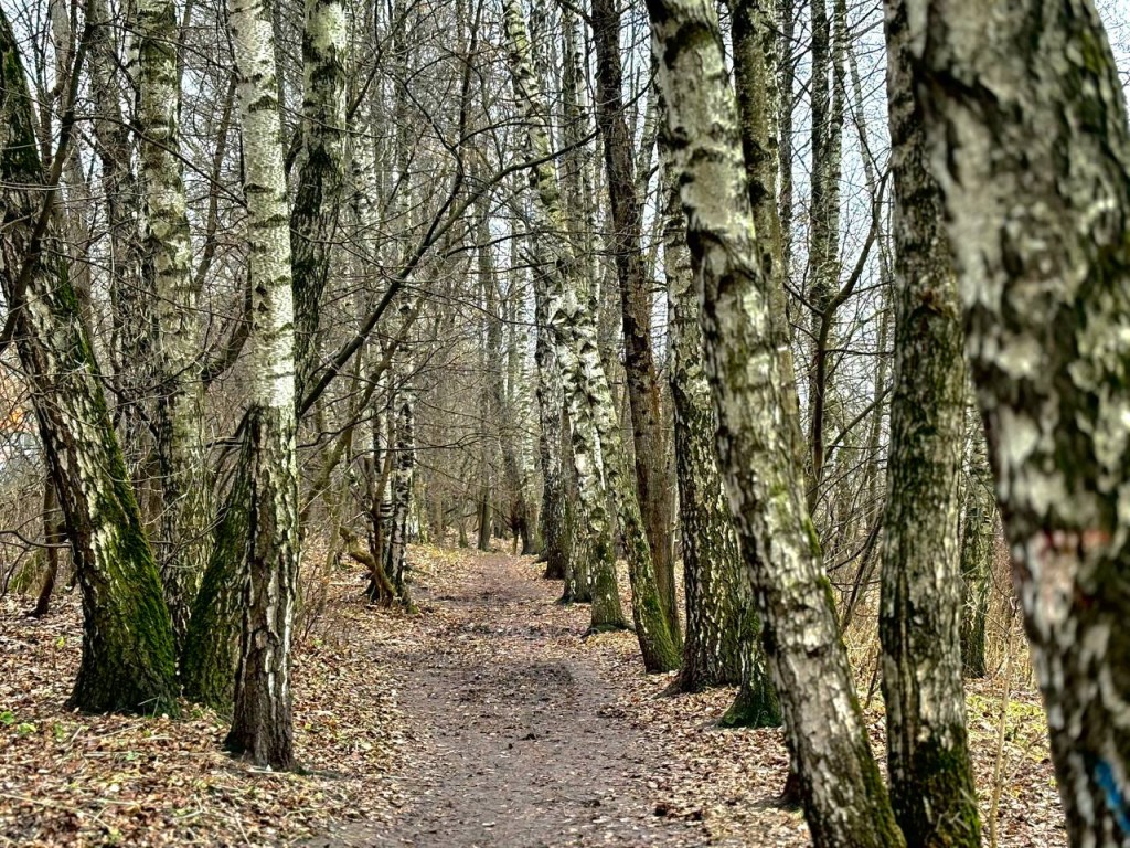 «Жара» вернется в Подмосковье: когда зима возьмет паузу и уступит теплу в регионе
