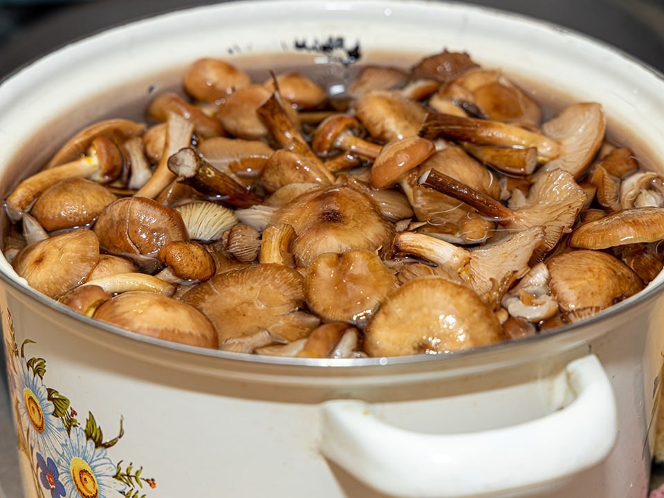 Жительница Фрязина собрала полкило лисичек в декабре