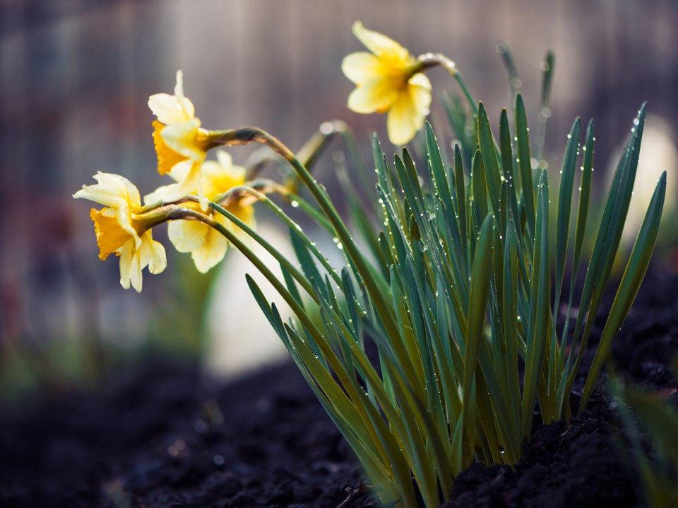 Когда календарь ошибается: нарциссы и зелень расцвели в Солнечногорске