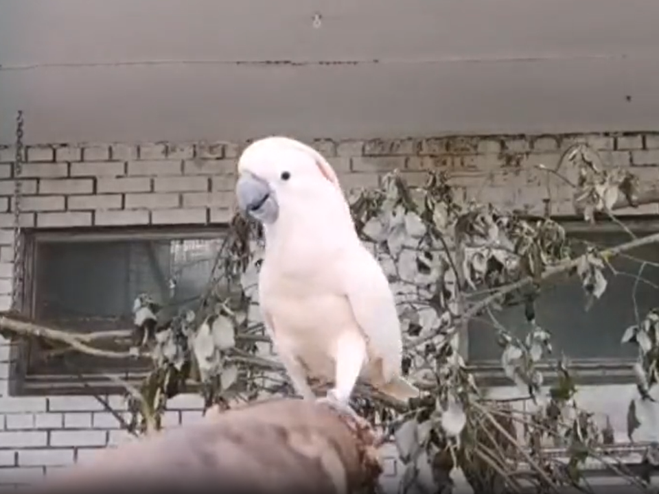 Волоколамский какаду Лунтик при встрече сразу лапку подает