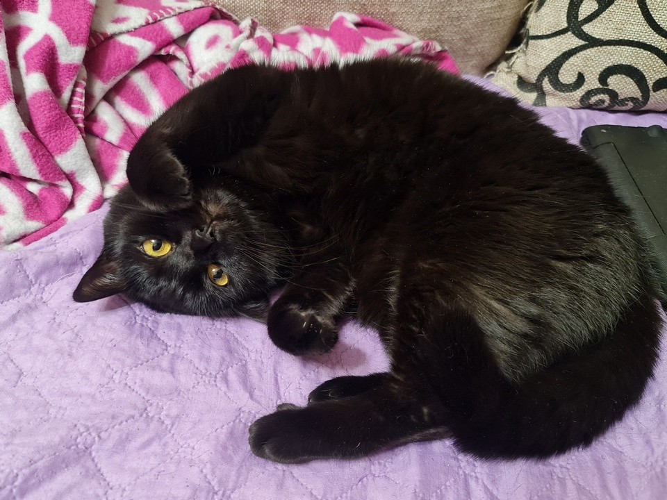 Луховицкий ветеринар рассказал, почему кошка может спать с открытым ртом, и чем это опасно