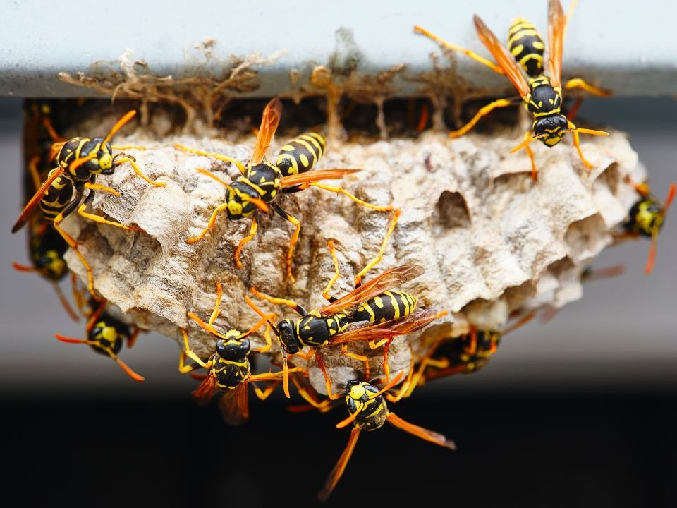 Осы стали нападать на людей в декабре из-за аномального тепла