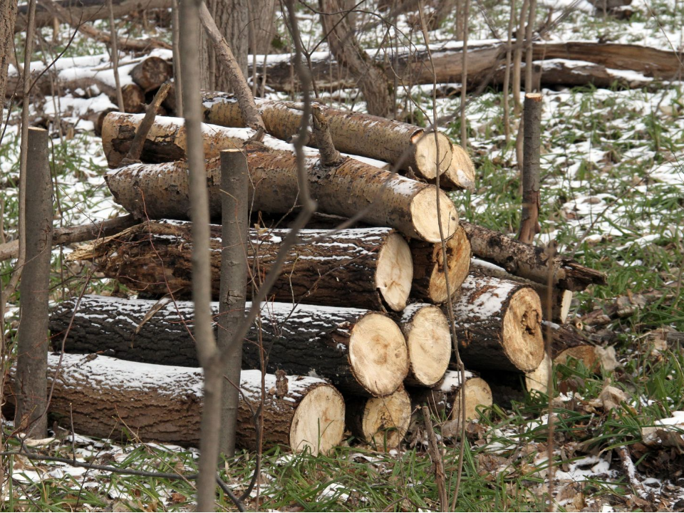 В Подмосковье изменили подход к оздоровлению лесов: как изменятся «зеленые легкие» региона