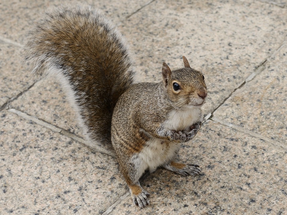 Белка проникла на патронный завод в Климовске и похитила запас орехов у сотрудницы