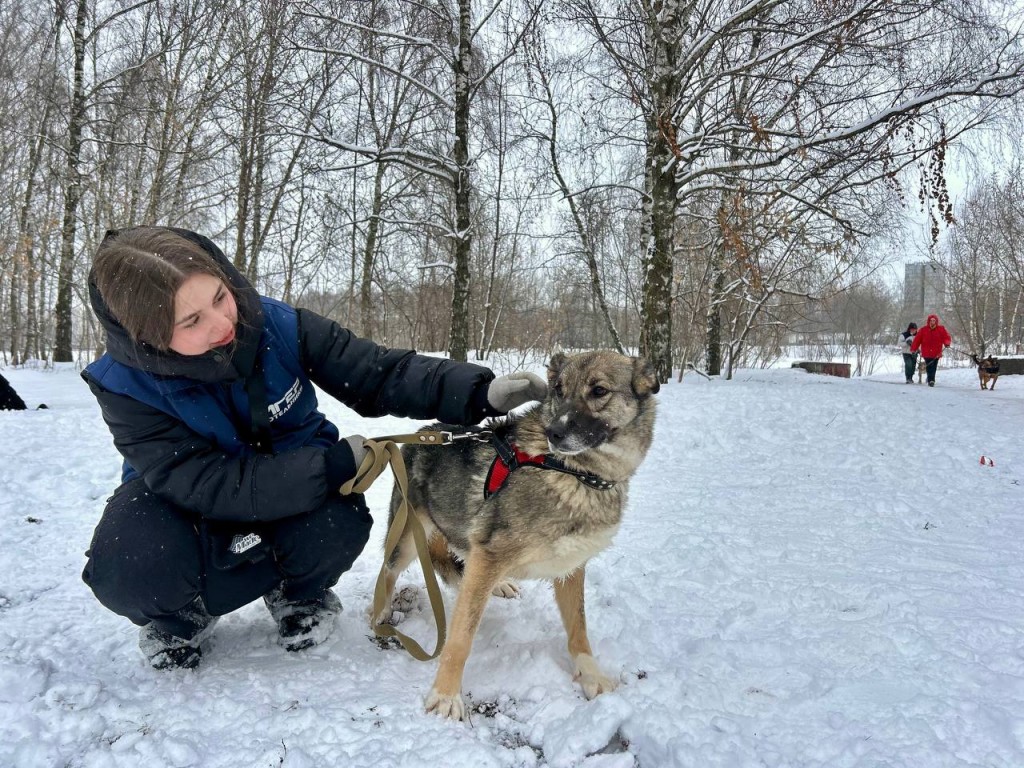 Волонтеры из Котельников готовят визит в Некрасовский приют: чем жители могут помочь животным?