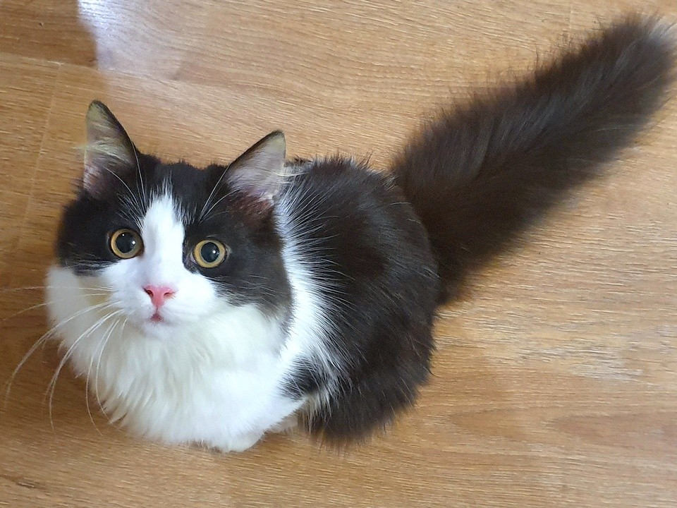 Ветврач из Луховиц объяснил, почему кошка начинает ходить в туалет в неположенном месте