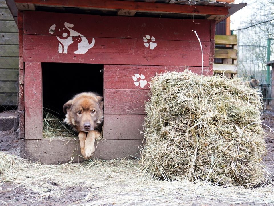 Садистам воздастся: как изменятся наказания за жестокость к питомцам