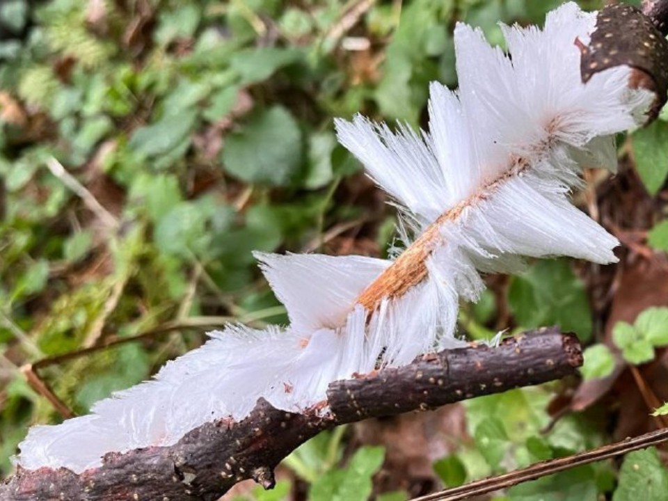 Деревья обросли белой шерстью: в лесах Подмосковья сфотографировали редкое явление