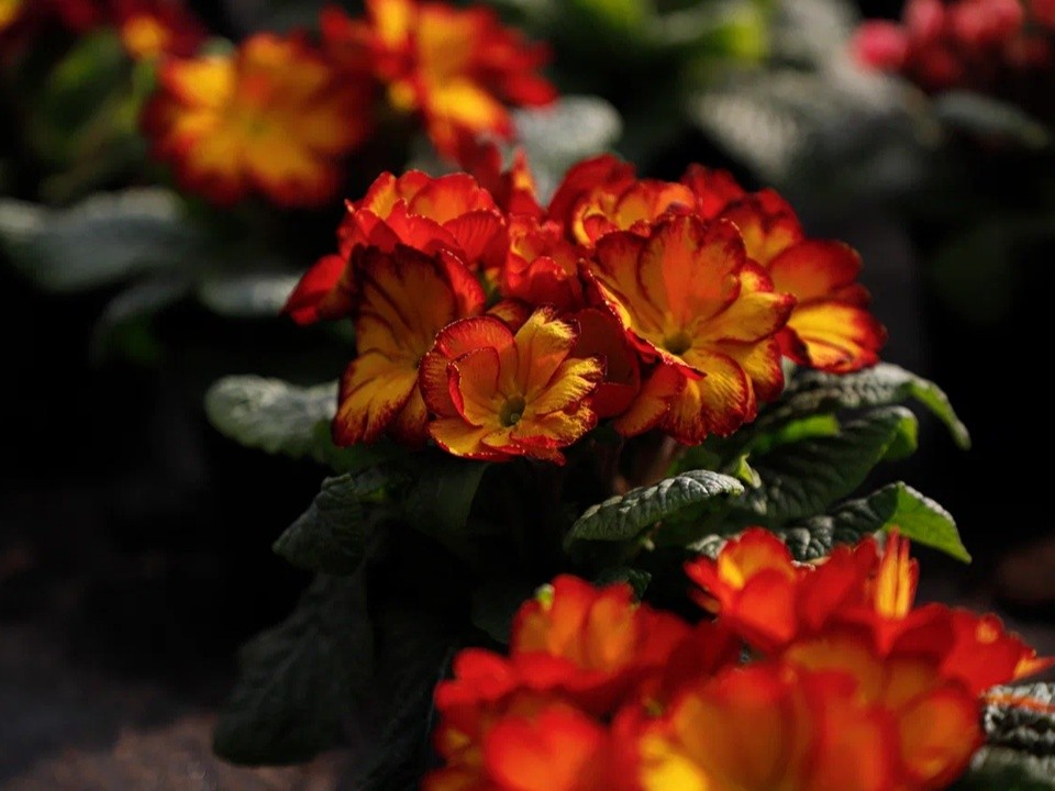 Цветы, которые крадут ваш сон: флорист — о том, какие растения нельзя держать в спальне