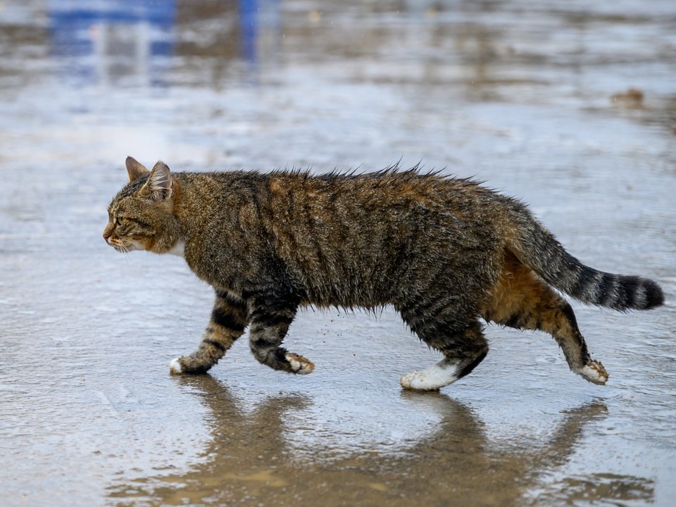 Тепловую аномалию в декабре предсказала синоптик Позднякова