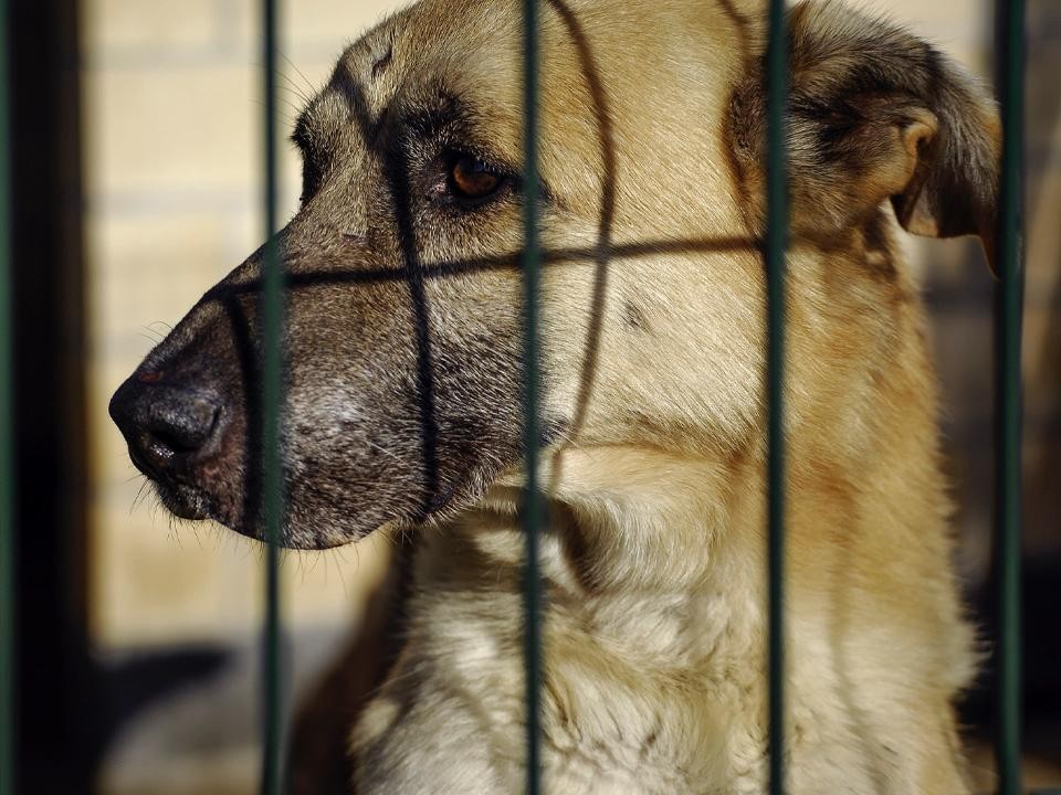 Из династии спасателей: в Химках ищут овчарку, которую готовили к службе в зоне СВО