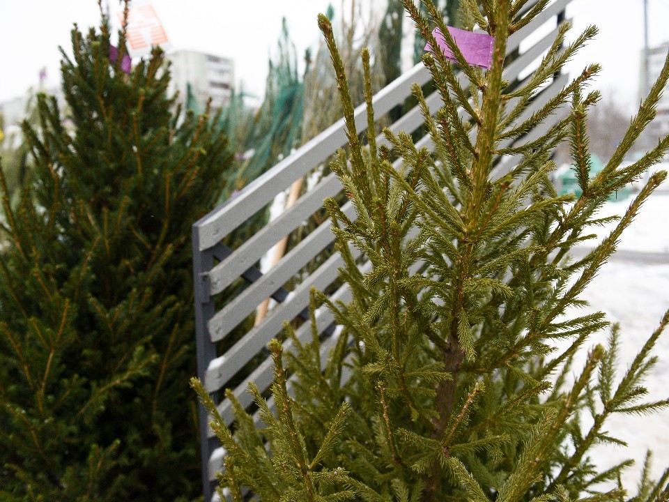 Секрет «долгой» елки: как не купить дерево, которое простоит только неделю