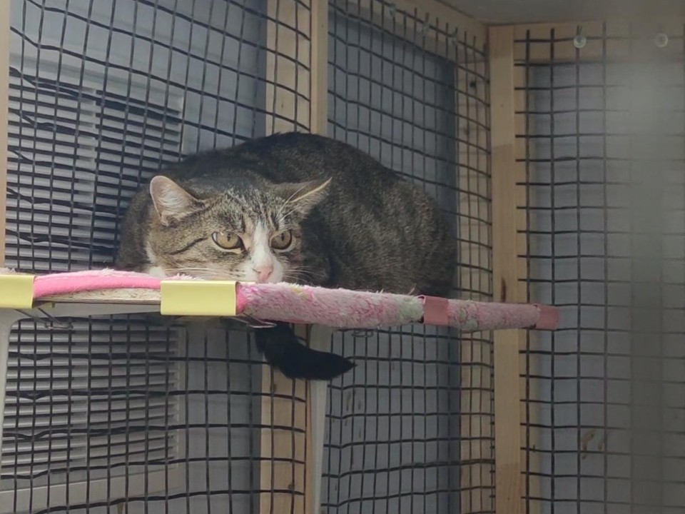 Спасут от мороза: в приюте Дубны разместили диких котов и кошек