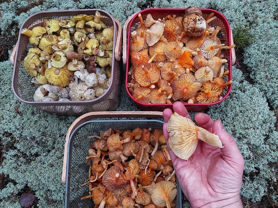 В луховицких лесах даже в декабре можно собрать полные корзинки грибов