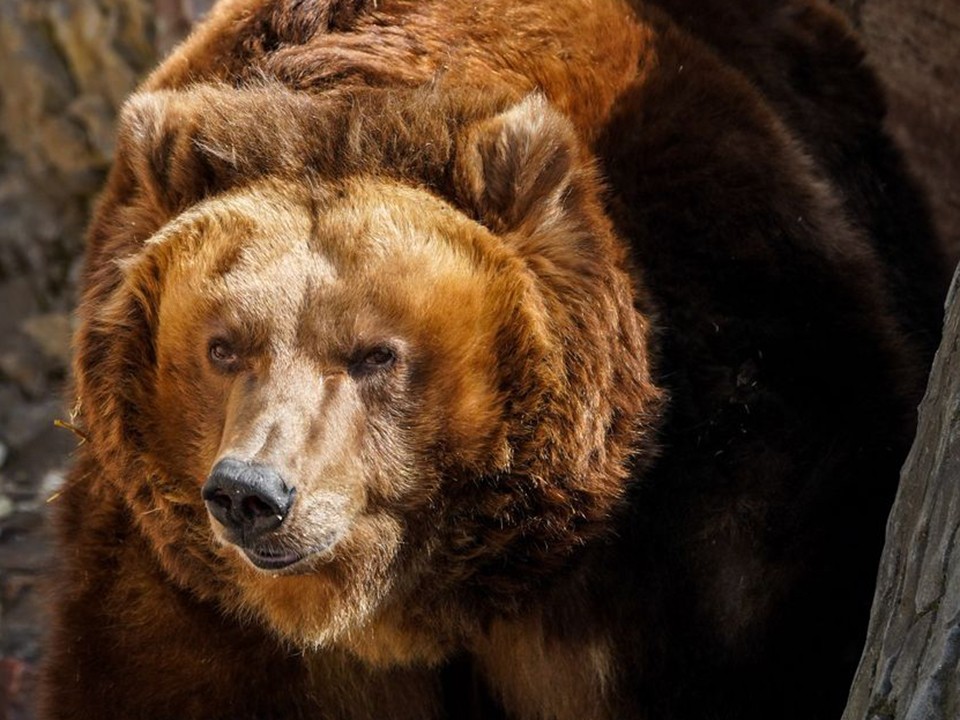Бурый медведь протоптал дорогу до леса у деревни под Шаховской