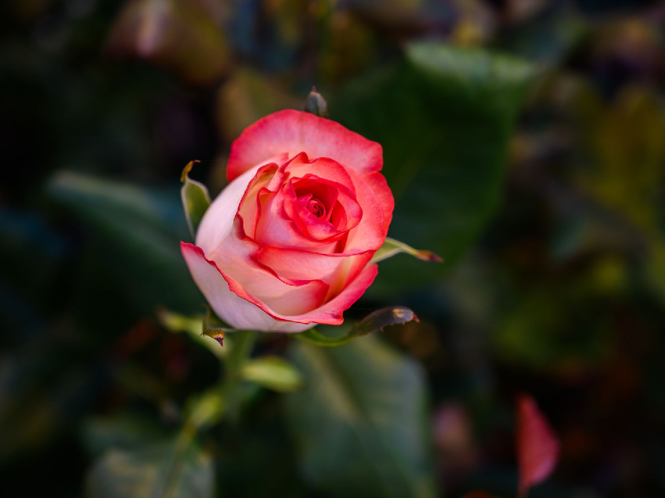 Настоящее чудо или природная аномалия? В Дмитрове в декабре распустились розы