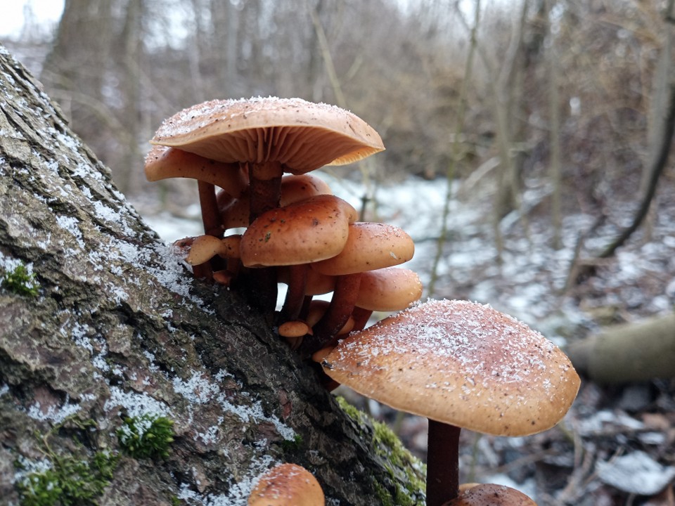 «Если только с топором»: какие грибы можно найти в лесах Подмосковья в декабре