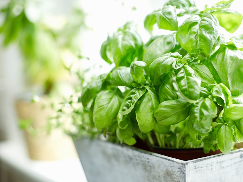 Огород на подоконнике: какие растения выбрать и как за ними ухаживать зимой