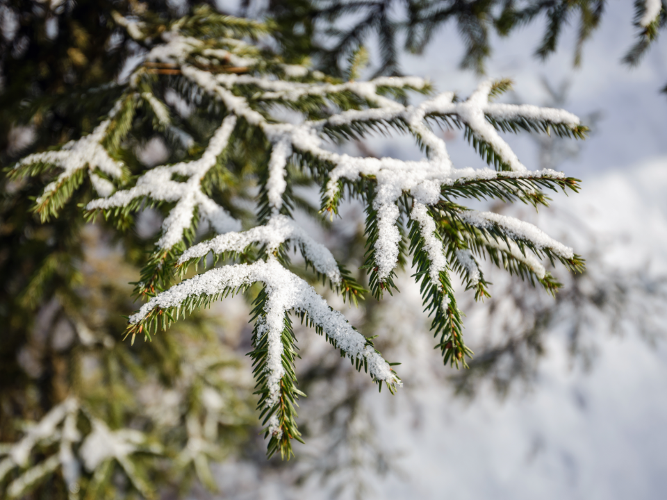 Без настоящей зимы: когда в Солнечногорск вернется снег