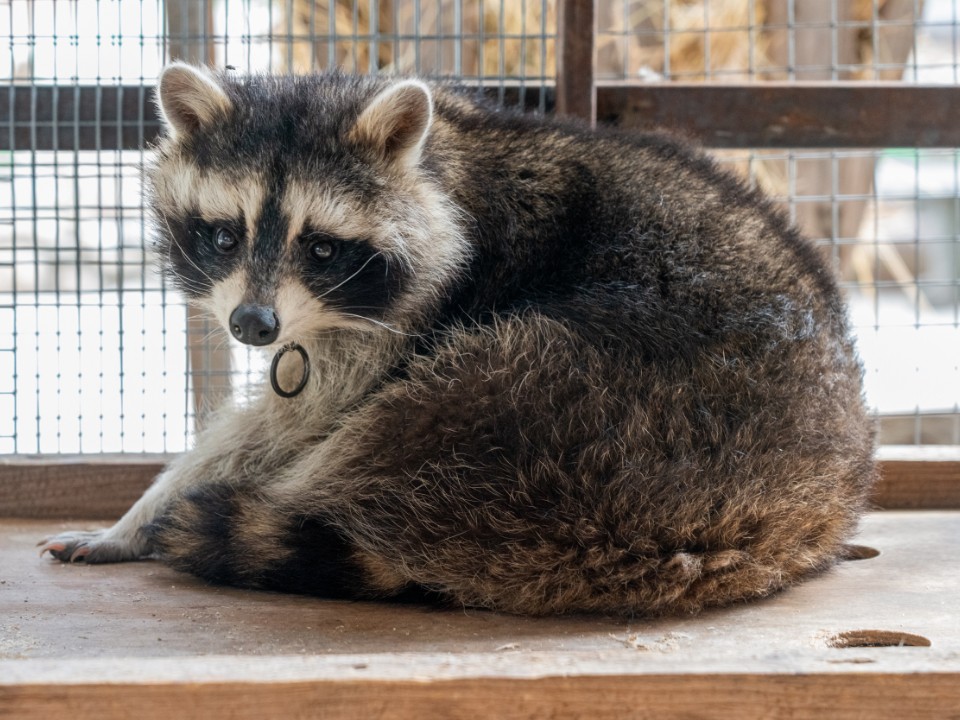 «Как ниндзя»: енот в Солнечногорске устроил акробатическое шоу на потолке