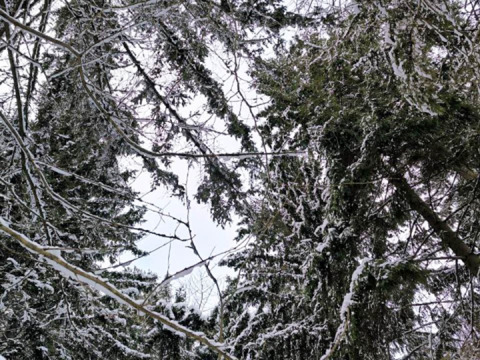 Январь начнется с морозов: в этот день в Москве и Подмосковье будет холоднее всего