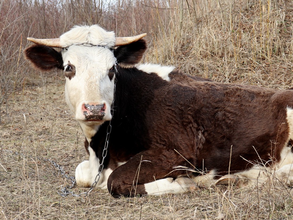 «Туши животных валяются»: фермер под Егорьевском бросил умирать скот в лесу
