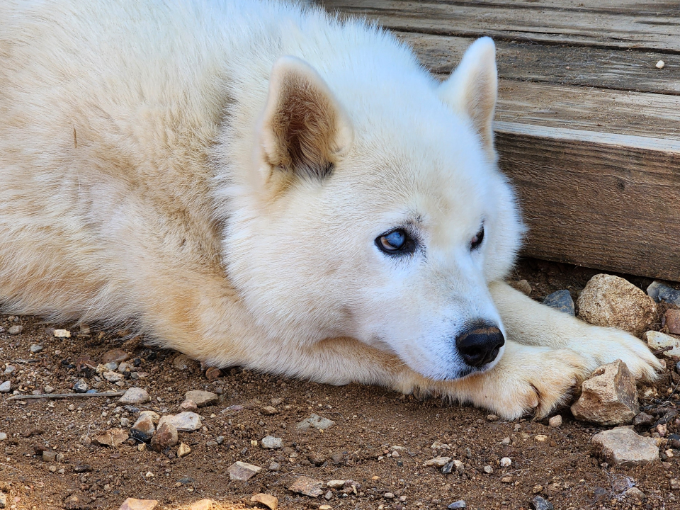 День волонтера в Чехове отметят благотворительным вечером в поддержку бездомных животных