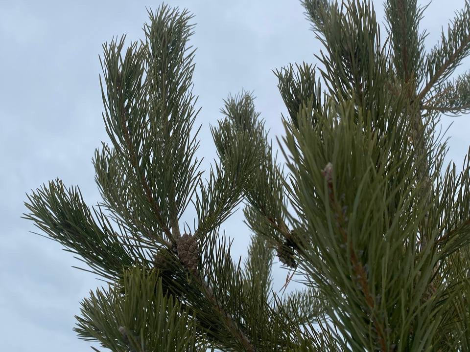 Зима встала на паузу или возьмет свое? Синоптик дал прогноз на 11 и 12 декабря в столичном регионе