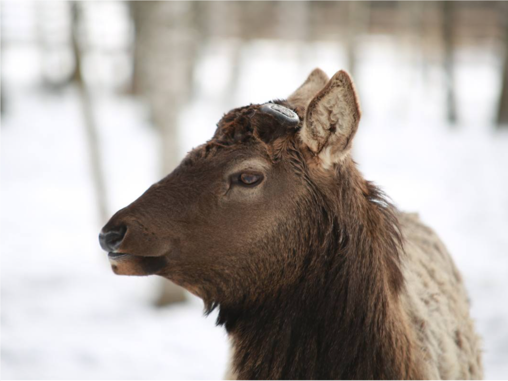 Брачный крик марала можно услышать в «Лосином острове»
