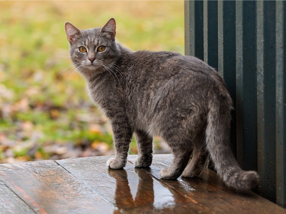 Здоровый кот — нет хлопот: как отстоять права хозяина и животного у недобросовестного ветеринара