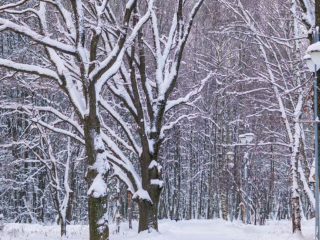Снега будет много! Синоптик назвал день, когда Подмосковье придет настоящая зима