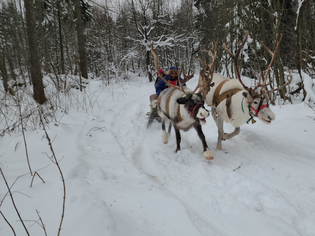 В Подмосковье заметили северных оленей: где посмотреть и стоит ли попытаться их погладить