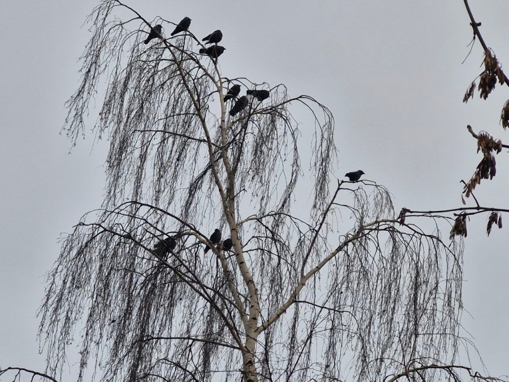 Теплая зима в этом году – не случайность: мнение священнослужителя о погодных аномалиях