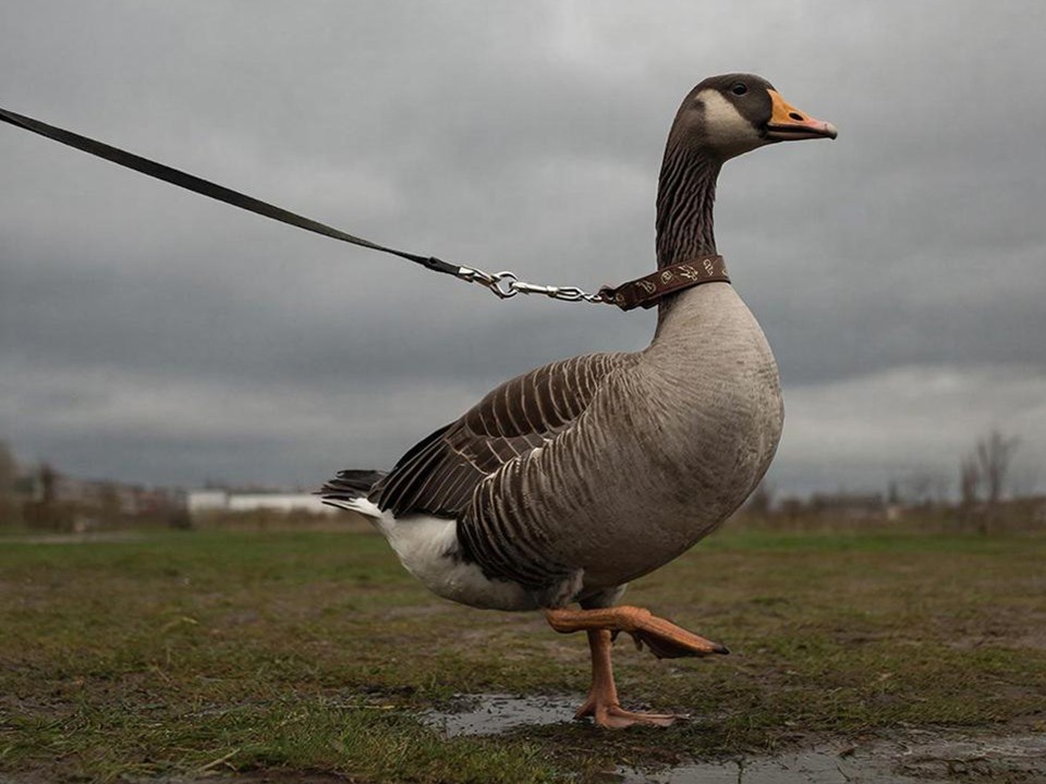 Выгуливает на поводке: жительница Балашихи завела дома необычного домашнего питомца