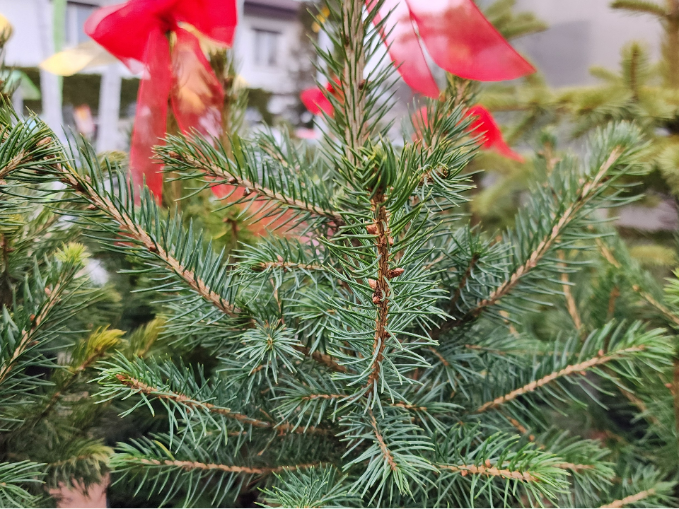 Как выбрать елку на Новый год, чтобы она не «облысела» к Рождеству? Секреты от эксперта