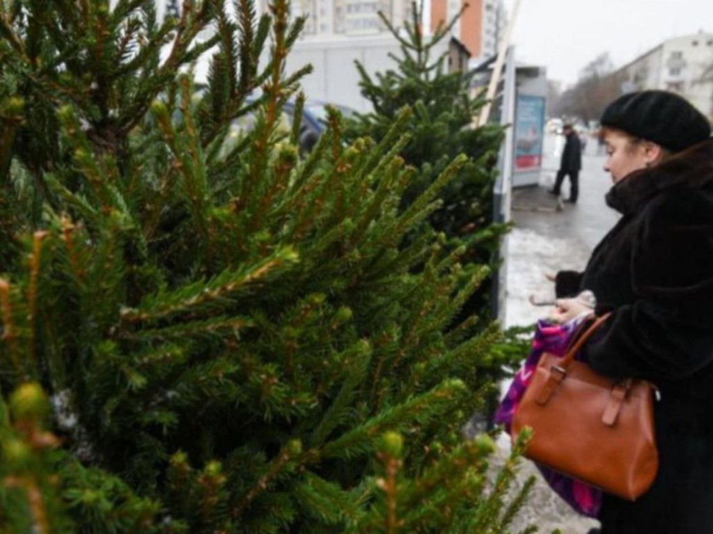 Когда лучше покупать живую елку на Новый год: идеальное время, чтобы не выкинуть деньги на ветер