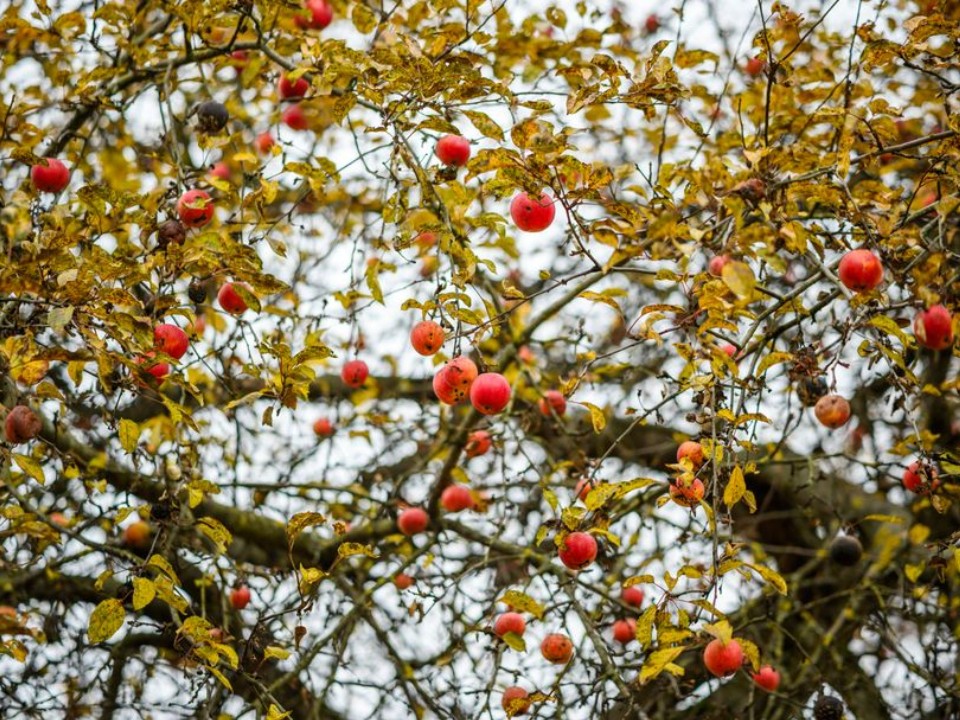 Теплая зима — праздник для вредителей: чем это грозит садам Подмосковья
