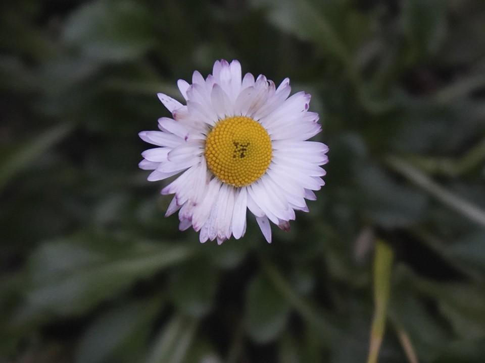 Декабрьские подснежники: в Ступине, как в сказке «12 месяцев», зацвели весенние первоцветы — маргаритки и гиацинты