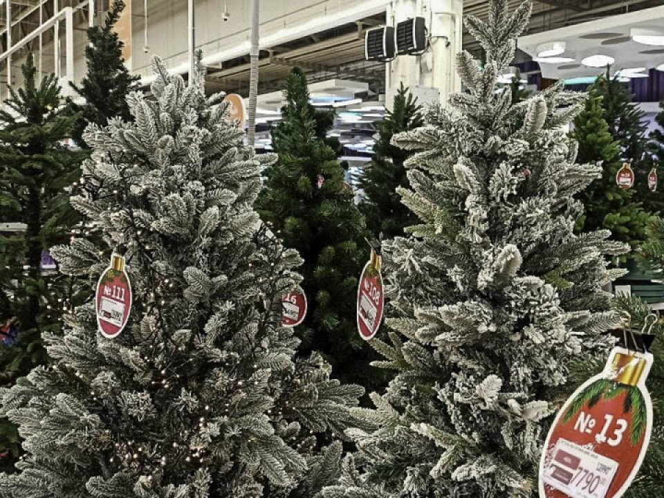 Стало известно, где можно купить новогоднюю елку в Одинцове