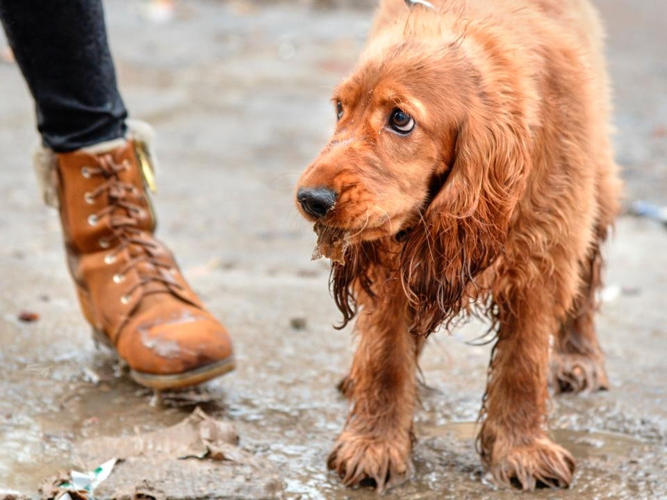 Полиция возбудила дело о жестоком обращении с животными в Одинцовском округе
