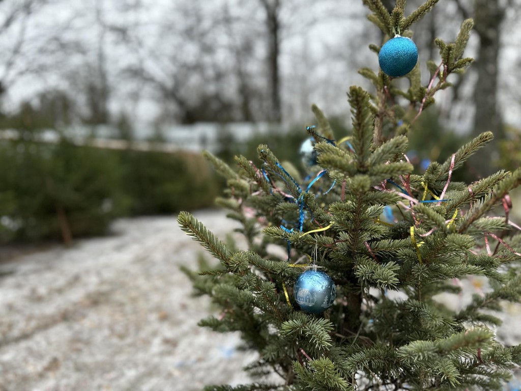 «Ель домой — всей семьей!»: в Дмитрове можно самим выбрать и срубить новогоднюю красавицу