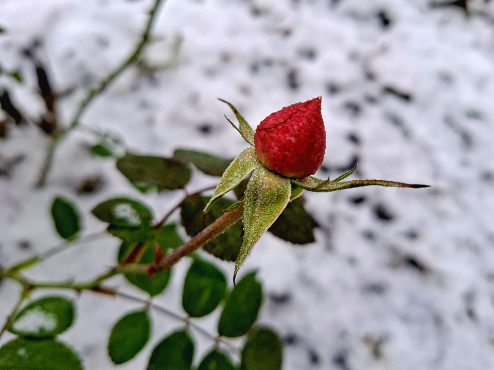 Что будет с растениями, которые зацвели в декабре