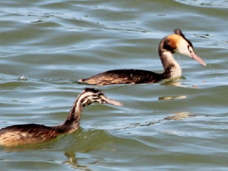 Поганка с задатками Терпсихоры: что за птица года залетела на водоемы Подмосковья