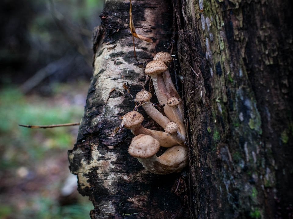 Сбой в природе: в столице в конце декабря в Московском регионе выросли грибы